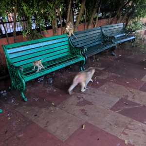 IMG_20190708_053306.jpg
